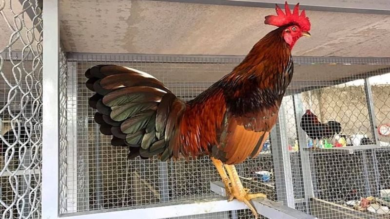 Cách nuôi gà đá tới pin chi tiết, hiệu quả nhất 3 cach nuoi ga da toi pin tang truong hop li
