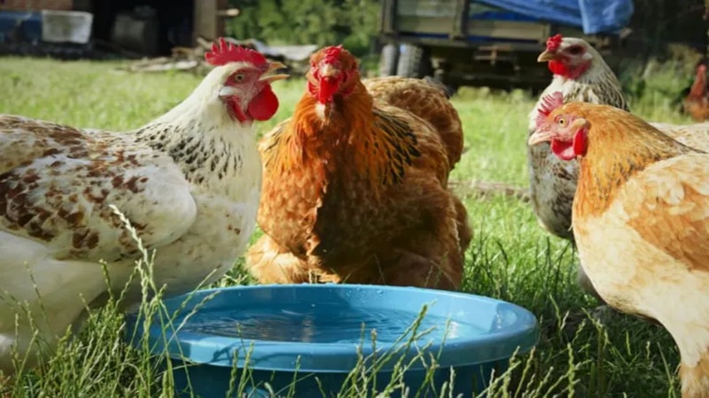 Cách làm nước cho gà chọi chi tiết nhất từ các sư kê 3 dung cu can chuan bi khi lam nuoc cho ga